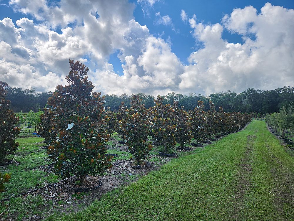 magnolia-grandiflora-little-gem-southern-magnolia-little-gem-southern-magnolia