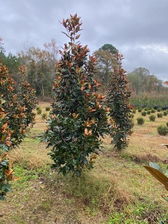 magnolia-grandiflora-little-gem-southern-magnolia-little-gem-southern-magnolia