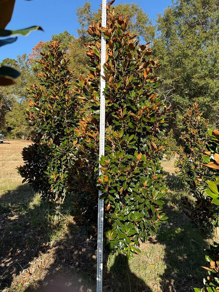 magnolia-grandiflora-little-gem-southern-magnolia-little-gem-southern-magnolia