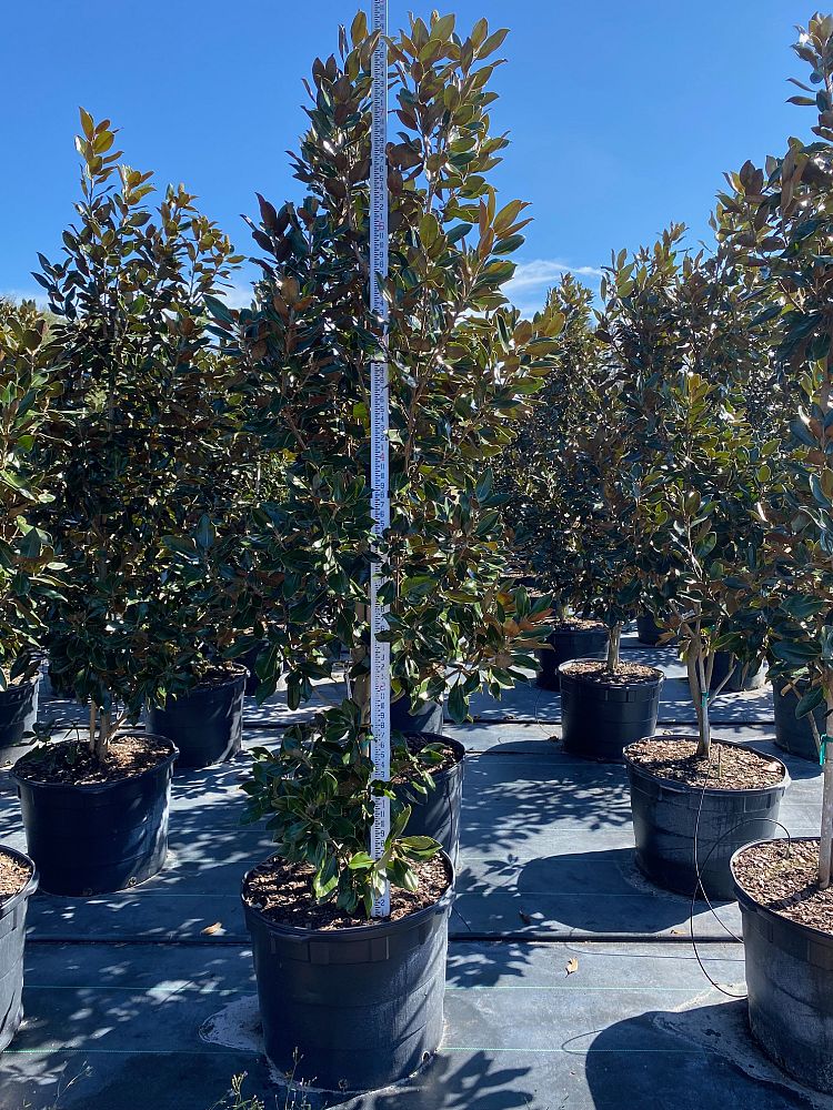 magnolia-grandiflora-little-gem-southern-magnolia-little-gem-southern-magnolia