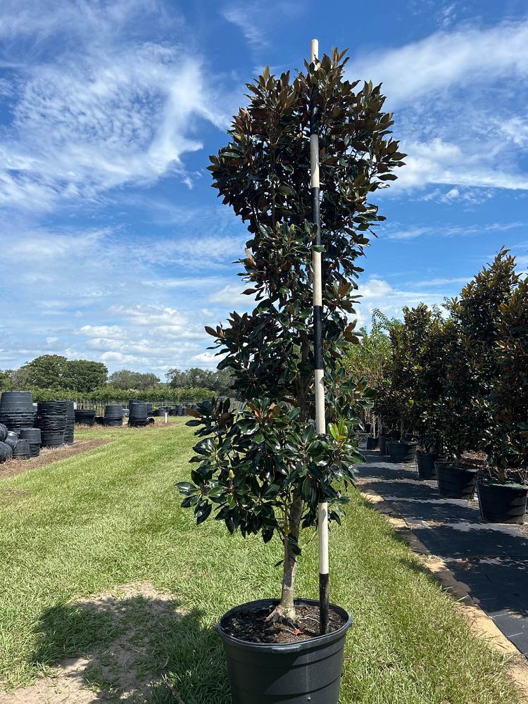 magnolia-grandiflora-little-gem-southern-magnolia-little-gem-southern-magnolia