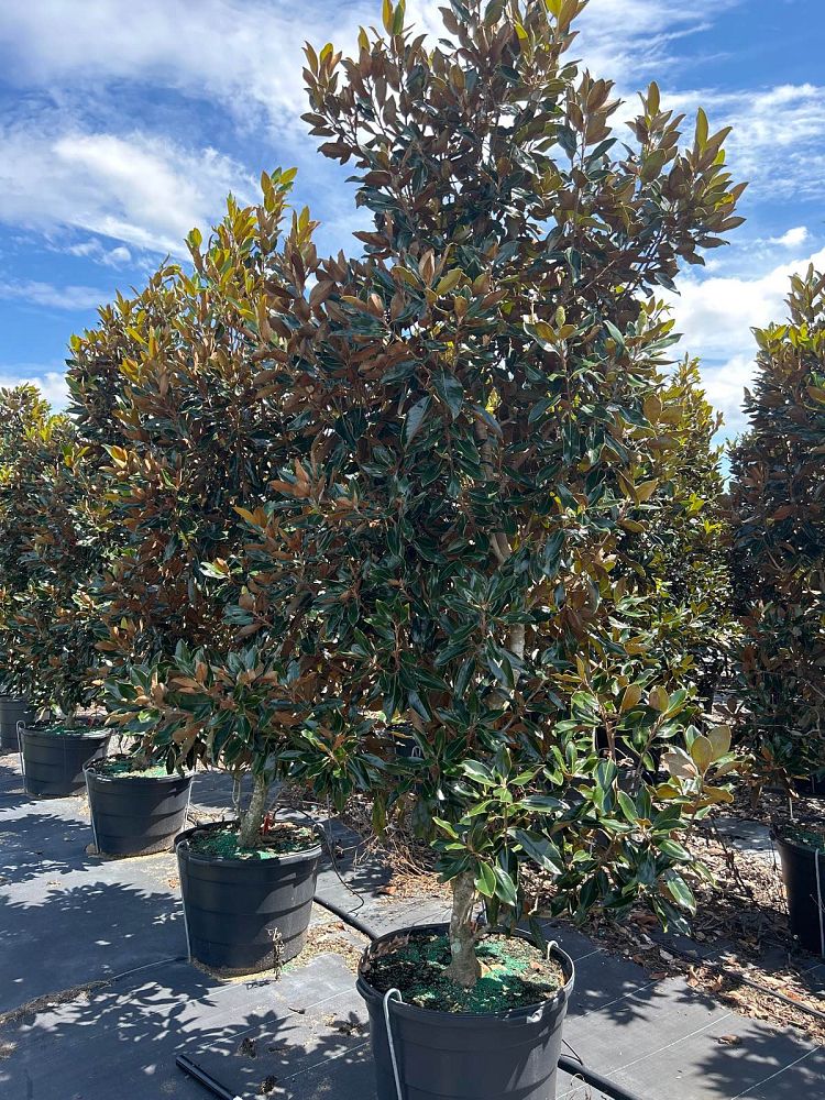 magnolia-grandiflora-little-gem-southern-magnolia-little-gem-southern-magnolia