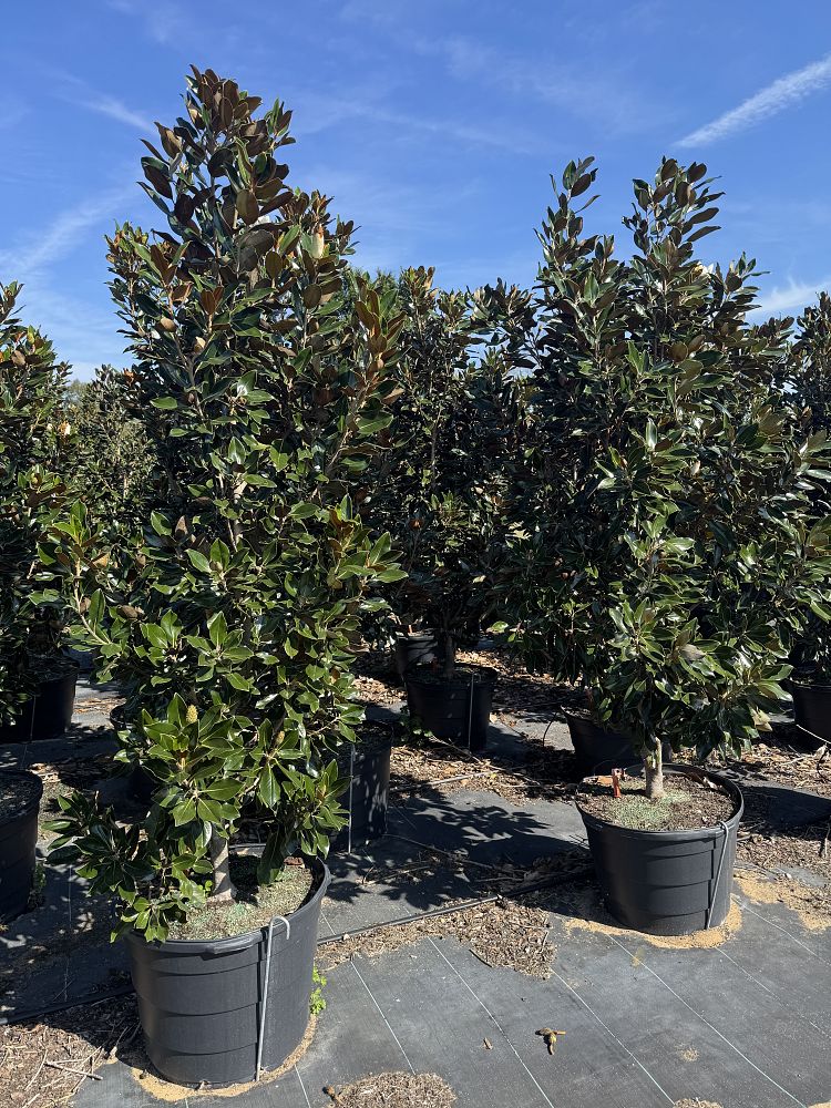 magnolia-grandiflora-little-gem-southern-magnolia-little-gem-southern-magnolia