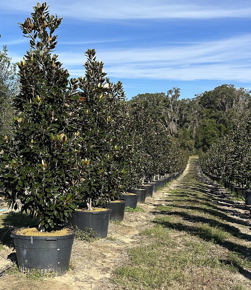 magnolia-grandiflora-little-gem-southern-magnolia-little-gem-southern-magnolia