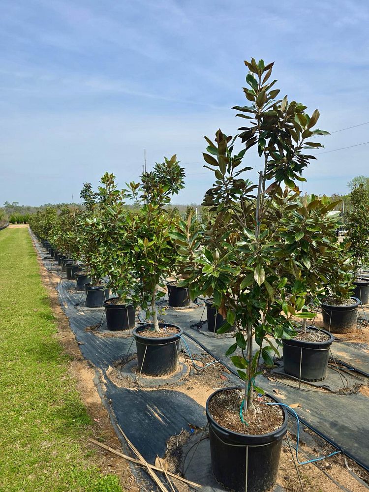 magnolia-grandiflora-little-gem-southern-magnolia-little-gem-southern-magnolia