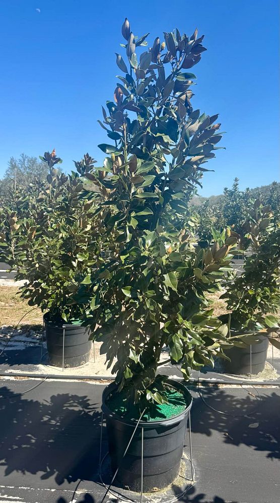 magnolia-grandiflora-little-gem-southern-magnolia-little-gem-southern-magnolia