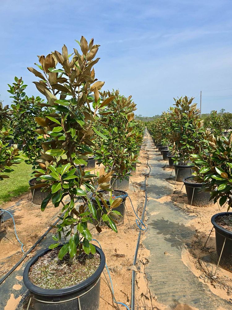 magnolia-grandiflora-little-gem-southern-magnolia-little-gem-southern-magnolia