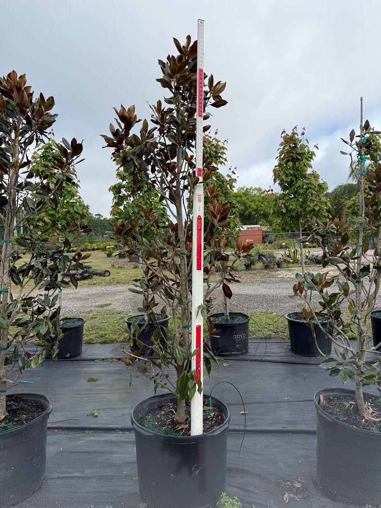 magnolia-grandiflora-little-gem-southern-magnolia-little-gem-southern-magnolia