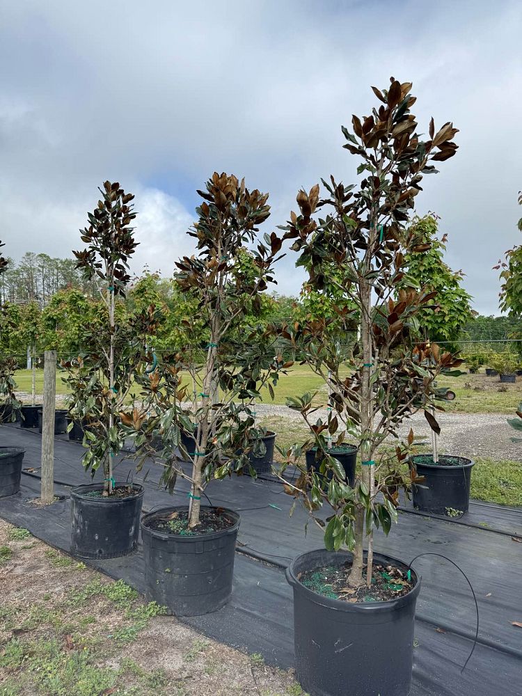 magnolia-grandiflora-little-gem-southern-magnolia-little-gem-southern-magnolia