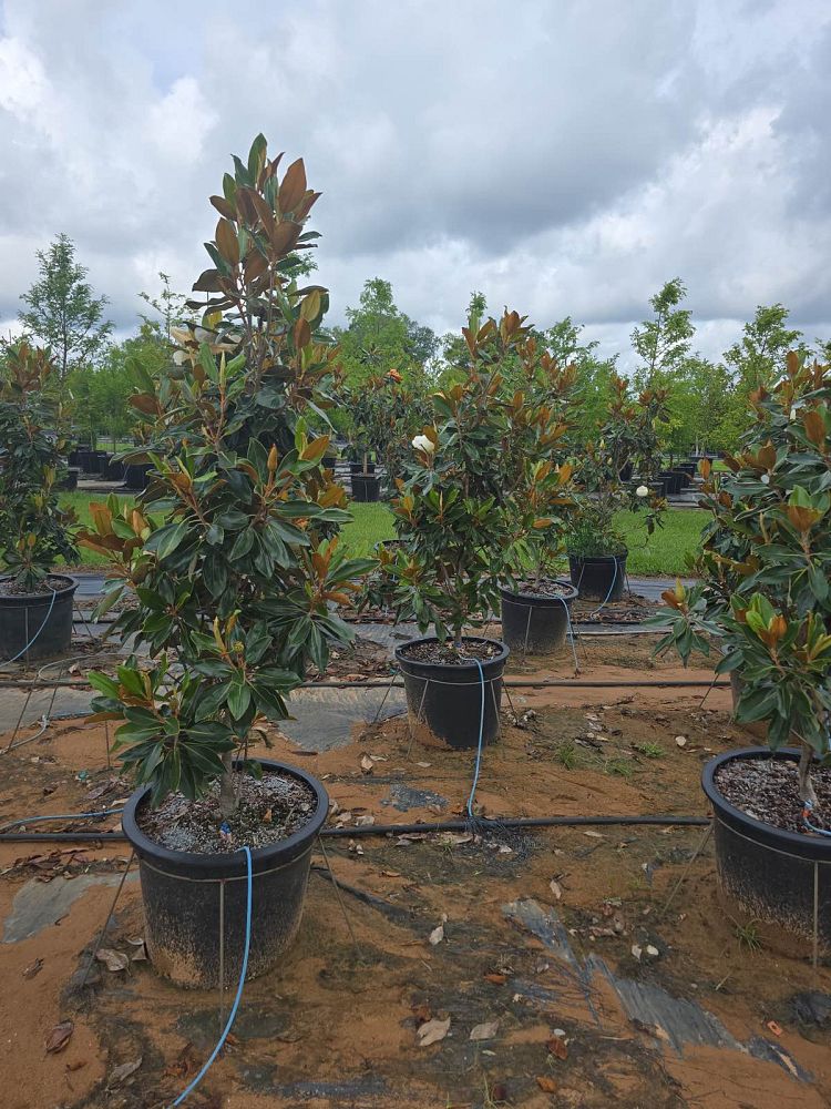 magnolia-grandiflora-little-gem-southern-magnolia-little-gem-southern-magnolia
