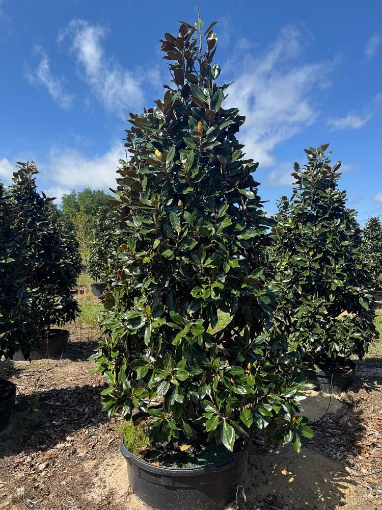 magnolia-grandiflora-little-gem-southern-magnolia-little-gem-southern-magnolia