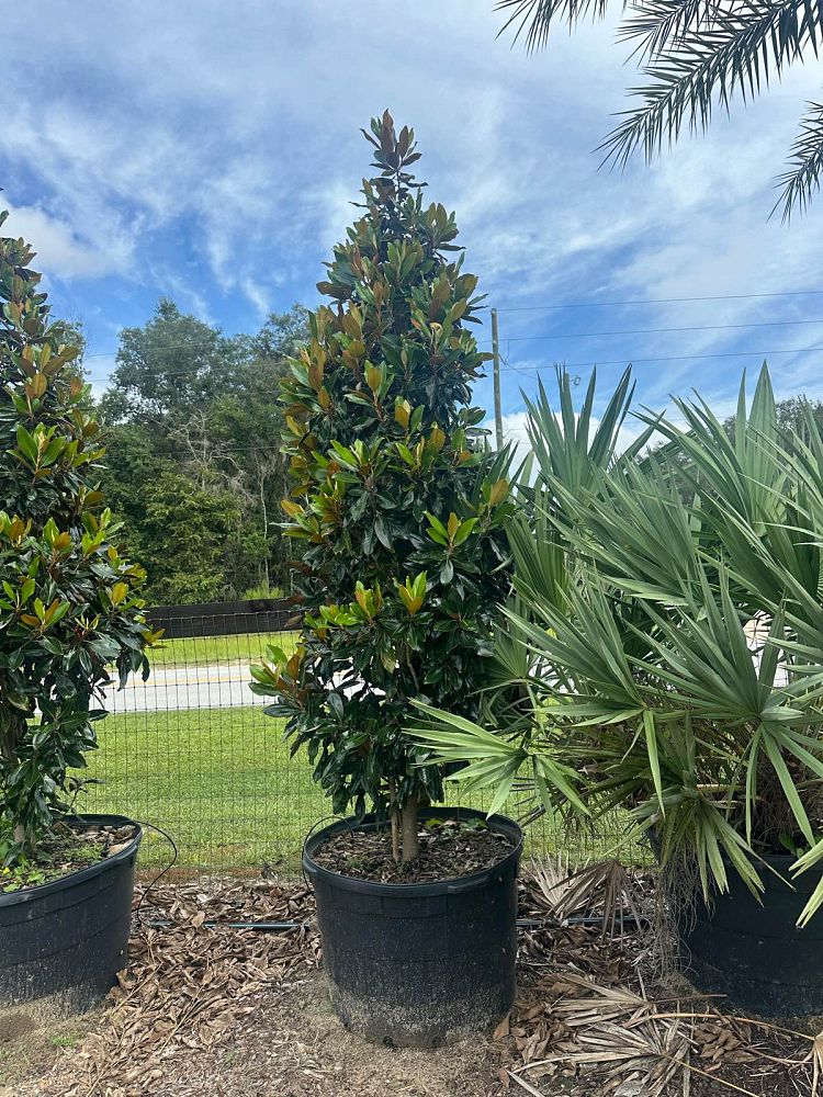 magnolia-grandiflora-little-gem-southern-magnolia-little-gem-southern-magnolia