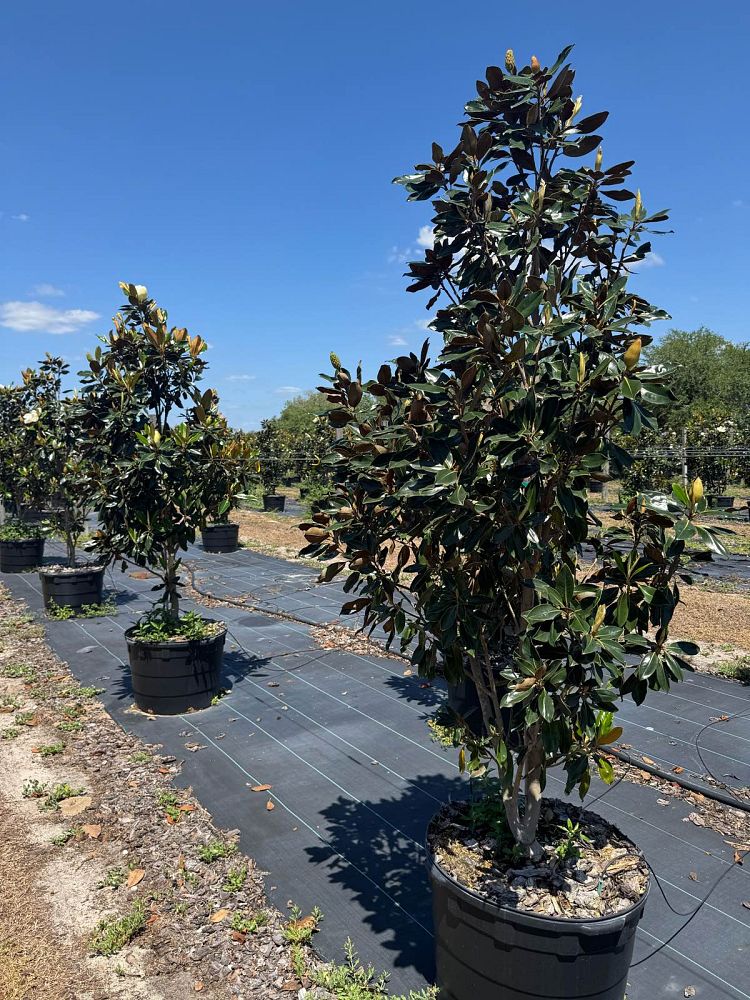 magnolia-grandiflora-little-gem-southern-magnolia-little-gem-southern-magnolia