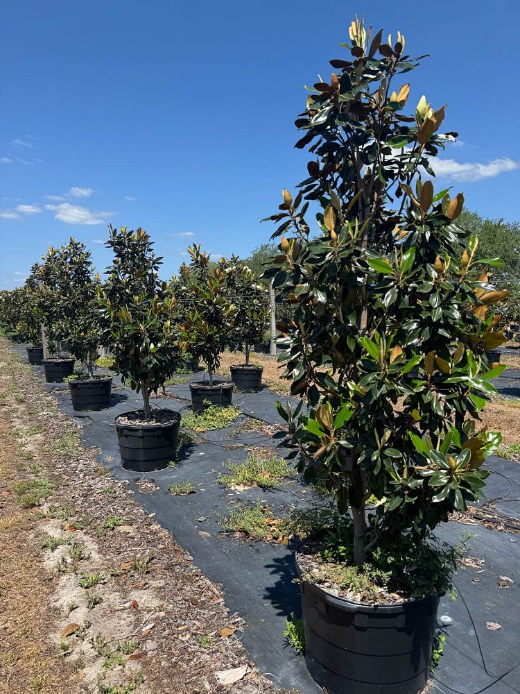 magnolia-grandiflora-little-gem-southern-magnolia-little-gem-southern-magnolia