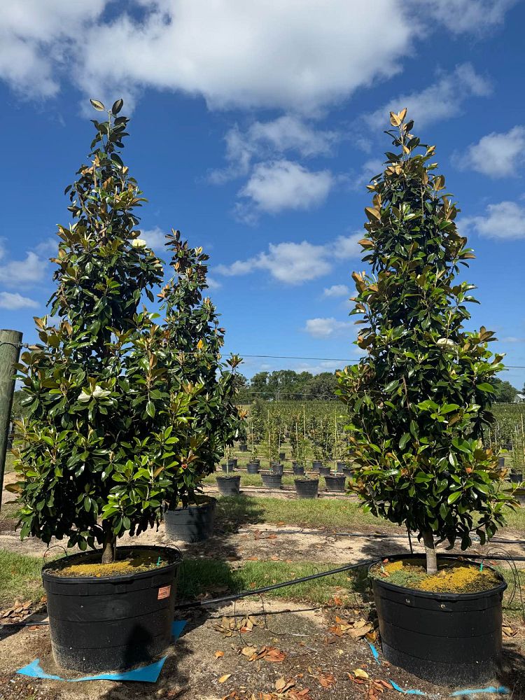 magnolia-grandiflora-little-gem-southern-magnolia-little-gem-southern-magnolia