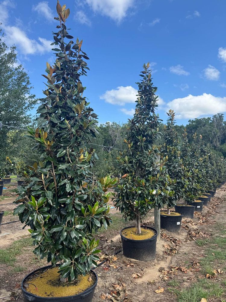 magnolia-grandiflora-little-gem-southern-magnolia-little-gem-southern-magnolia