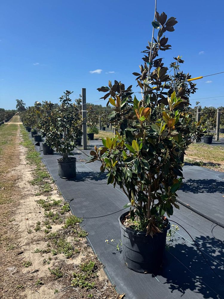 magnolia-grandiflora-little-gem-southern-magnolia-little-gem-southern-magnolia