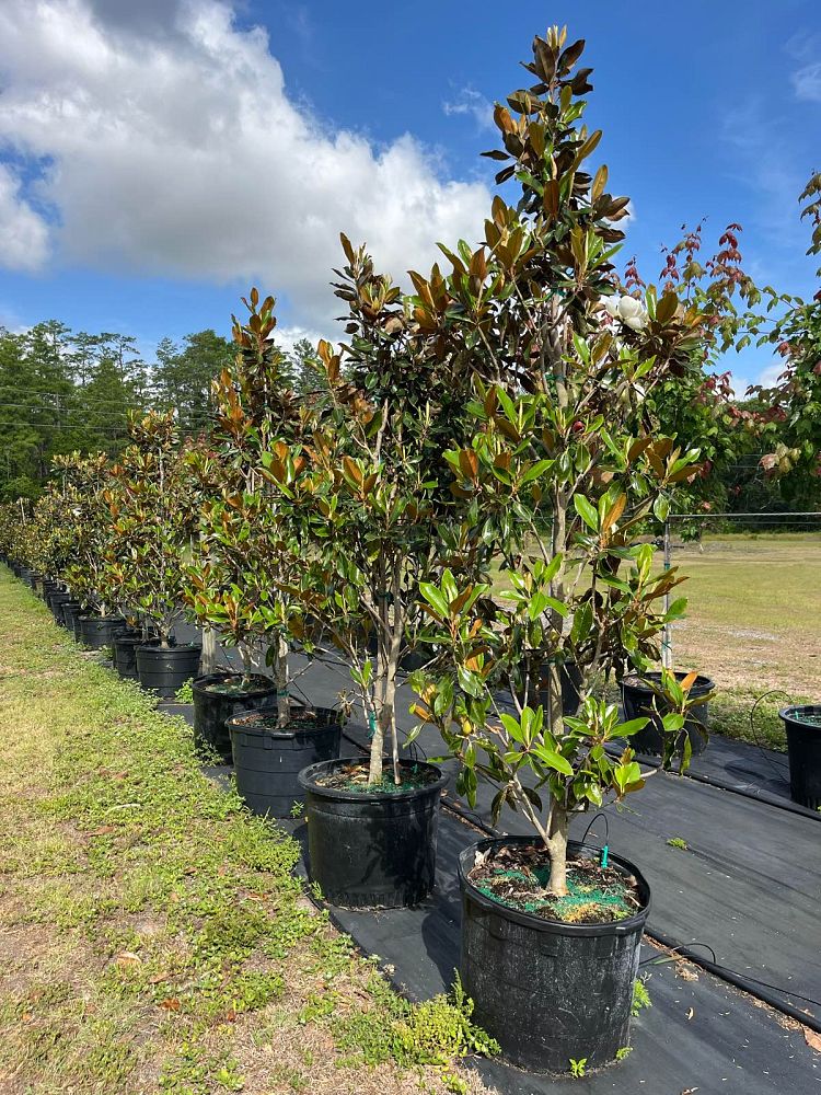 magnolia-grandiflora-little-gem-southern-magnolia-little-gem-southern-magnolia