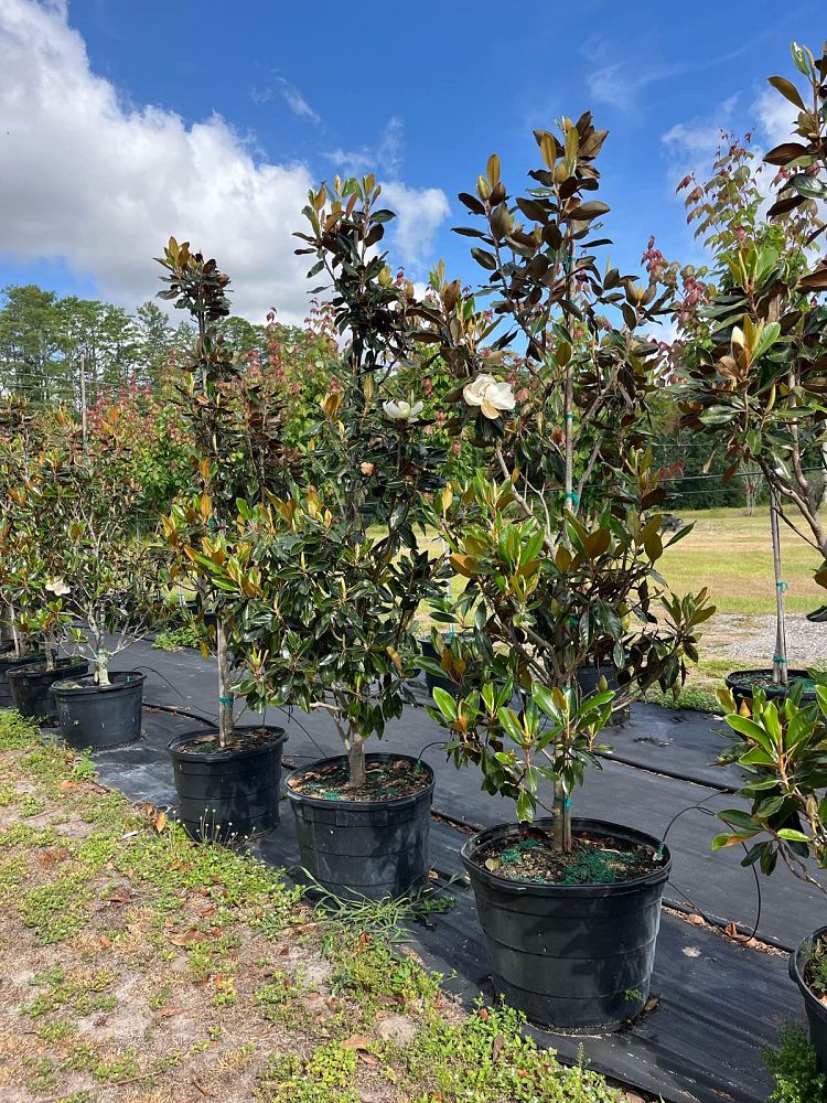 magnolia-grandiflora-little-gem-southern-magnolia-little-gem-southern-magnolia