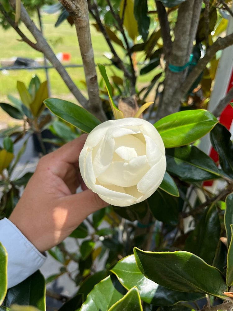 magnolia-grandiflora-little-gem-southern-magnolia-little-gem-southern-magnolia