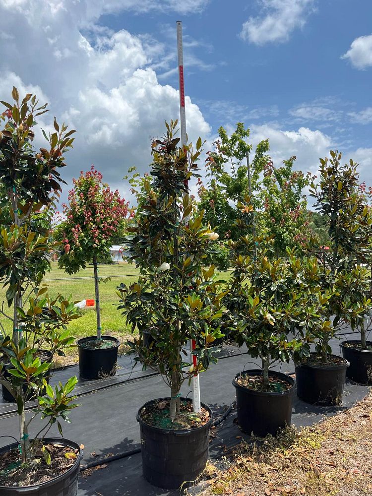 magnolia-grandiflora-little-gem-southern-magnolia-little-gem-southern-magnolia