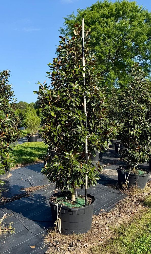 magnolia-grandiflora-little-gem-southern-magnolia-little-gem-southern-magnolia