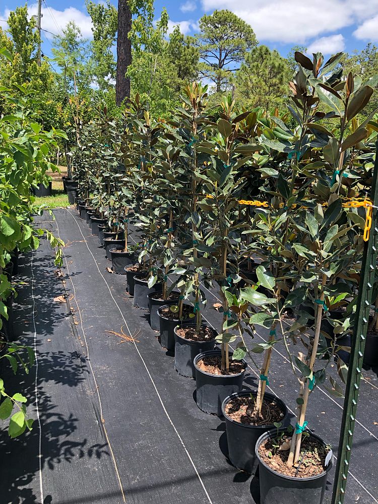magnolia-grandiflora-little-gem-southern-magnolia-little-gem-southern-magnolia