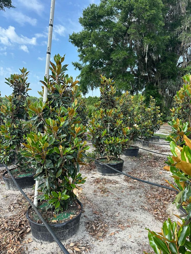 magnolia-grandiflora-little-gem-southern-magnolia-little-gem-southern-magnolia