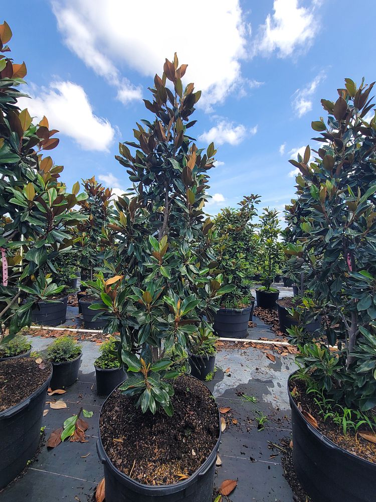 magnolia-grandiflora-little-gem-southern-magnolia-little-gem-southern-magnolia