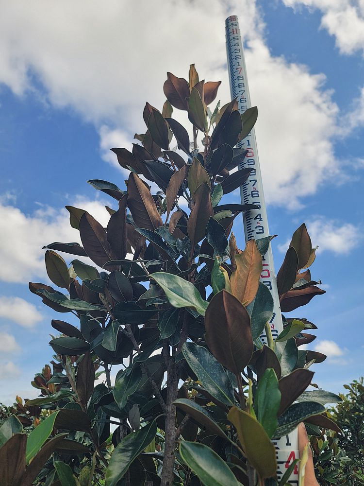 magnolia-grandiflora-little-gem-southern-magnolia-little-gem-southern-magnolia