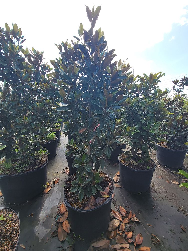 magnolia-grandiflora-little-gem-southern-magnolia-little-gem-southern-magnolia
