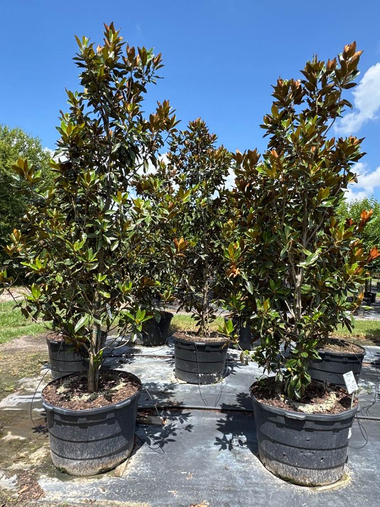 magnolia-grandiflora-little-gem-southern-magnolia-little-gem-southern-magnolia