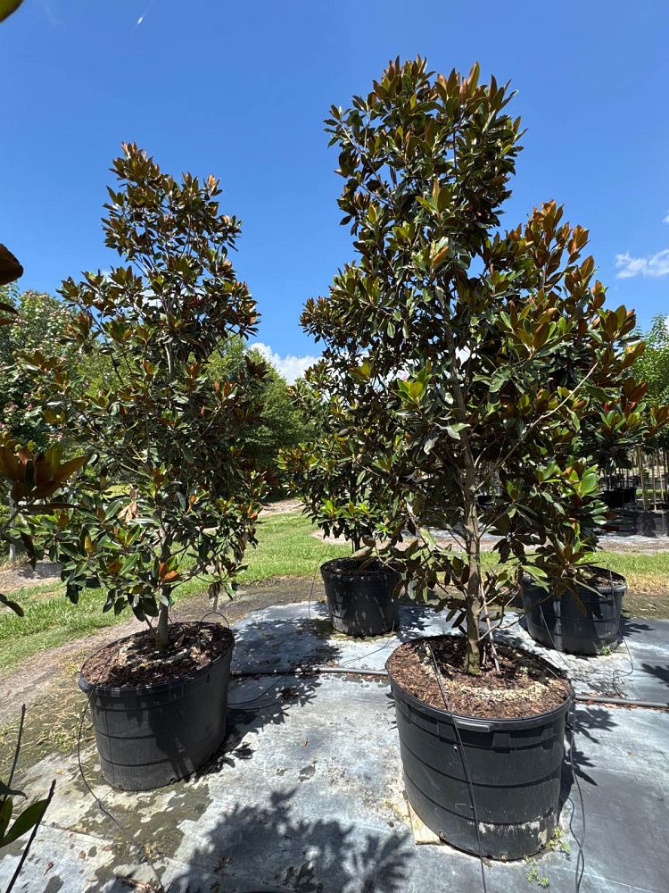 magnolia-grandiflora-little-gem-southern-magnolia-little-gem-southern-magnolia