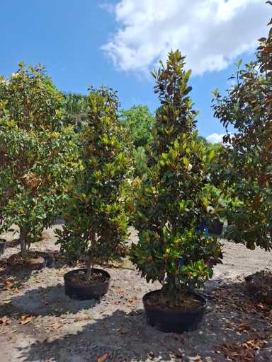 magnolia-grandiflora-little-gem-southern-magnolia-little-gem-southern-magnolia