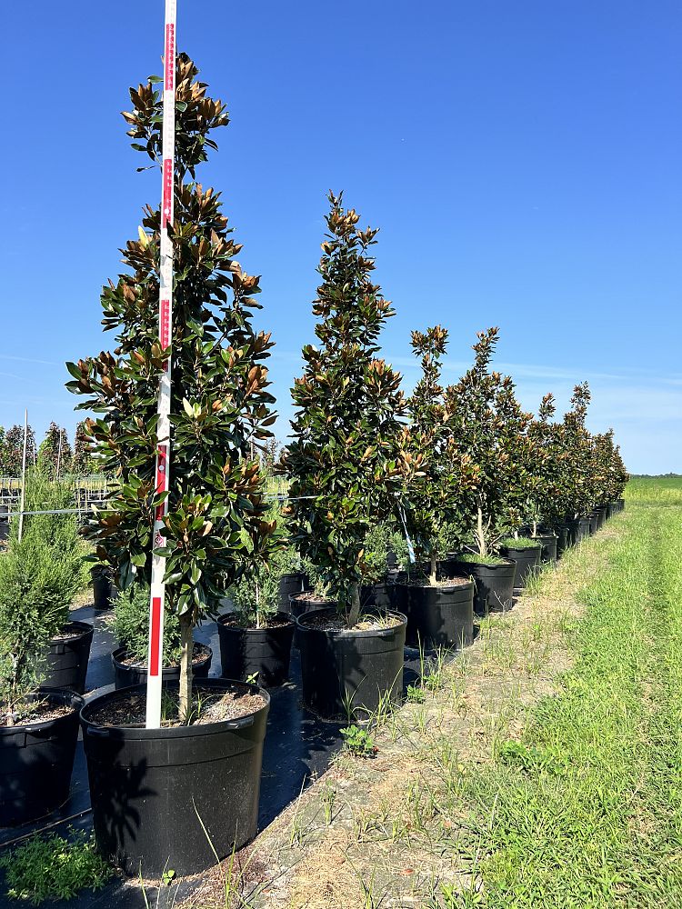 magnolia-grandiflora-little-gem-southern-magnolia-little-gem-southern-magnolia