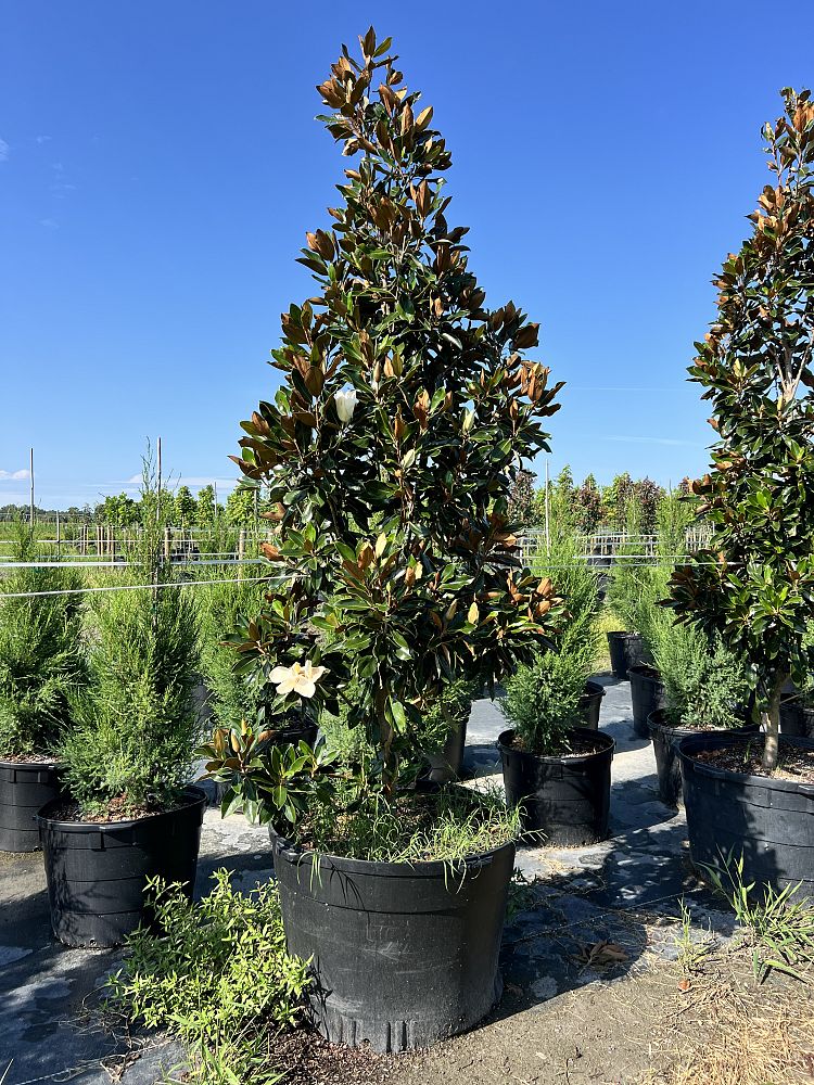 magnolia-grandiflora-little-gem-southern-magnolia-little-gem-southern-magnolia