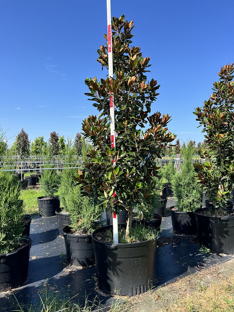 magnolia-grandiflora-little-gem-southern-magnolia-little-gem-southern-magnolia