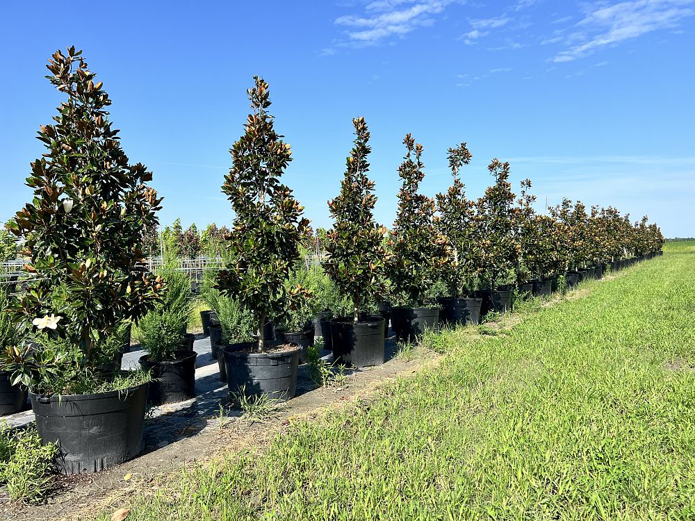 magnolia-grandiflora-little-gem-southern-magnolia-little-gem-southern-magnolia