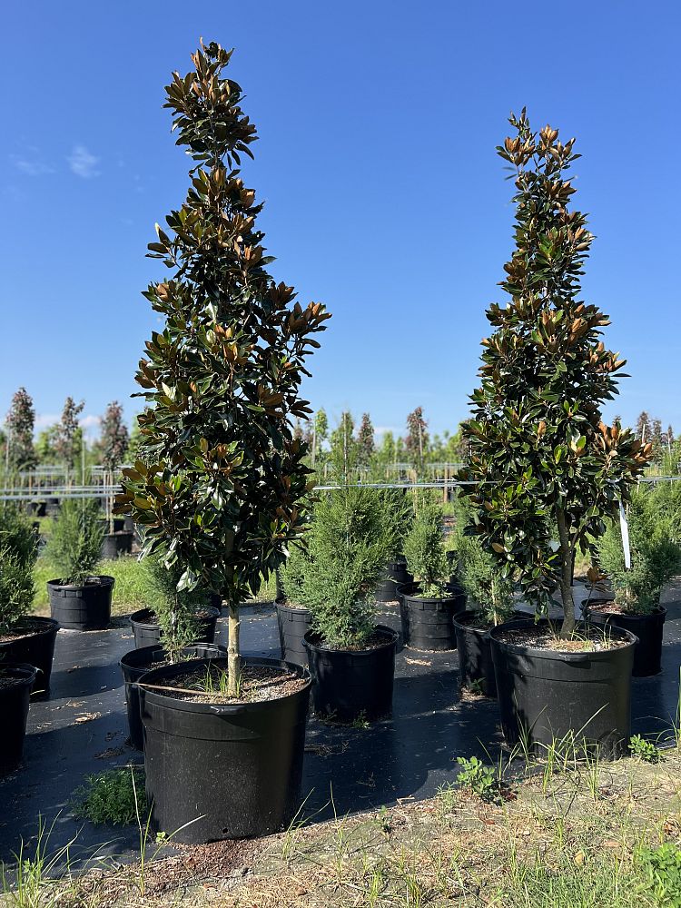 magnolia-grandiflora-little-gem-southern-magnolia-little-gem-southern-magnolia
