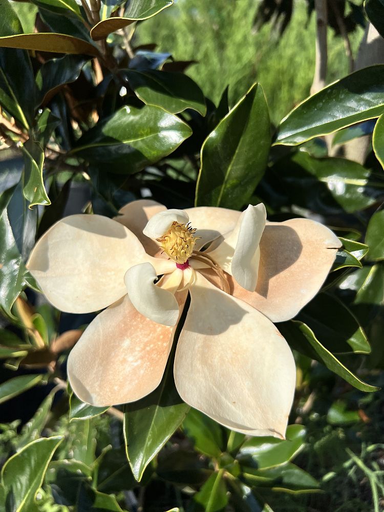 magnolia-grandiflora-little-gem-southern-magnolia-little-gem-southern-magnolia