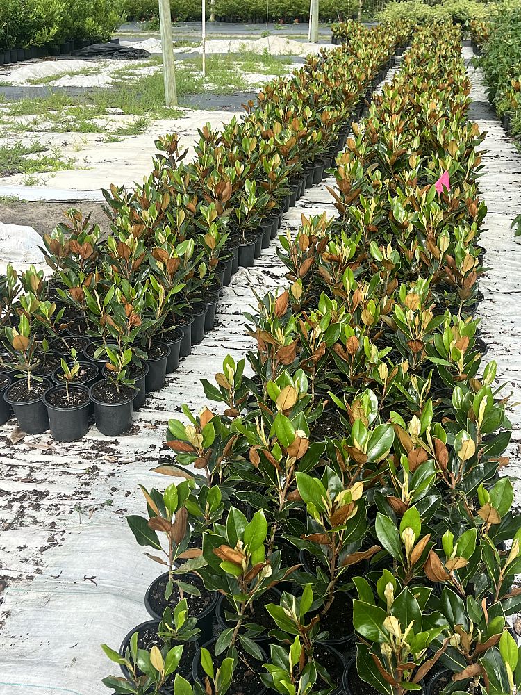 magnolia-grandiflora-little-gem-southern-magnolia-little-gem-southern-magnolia