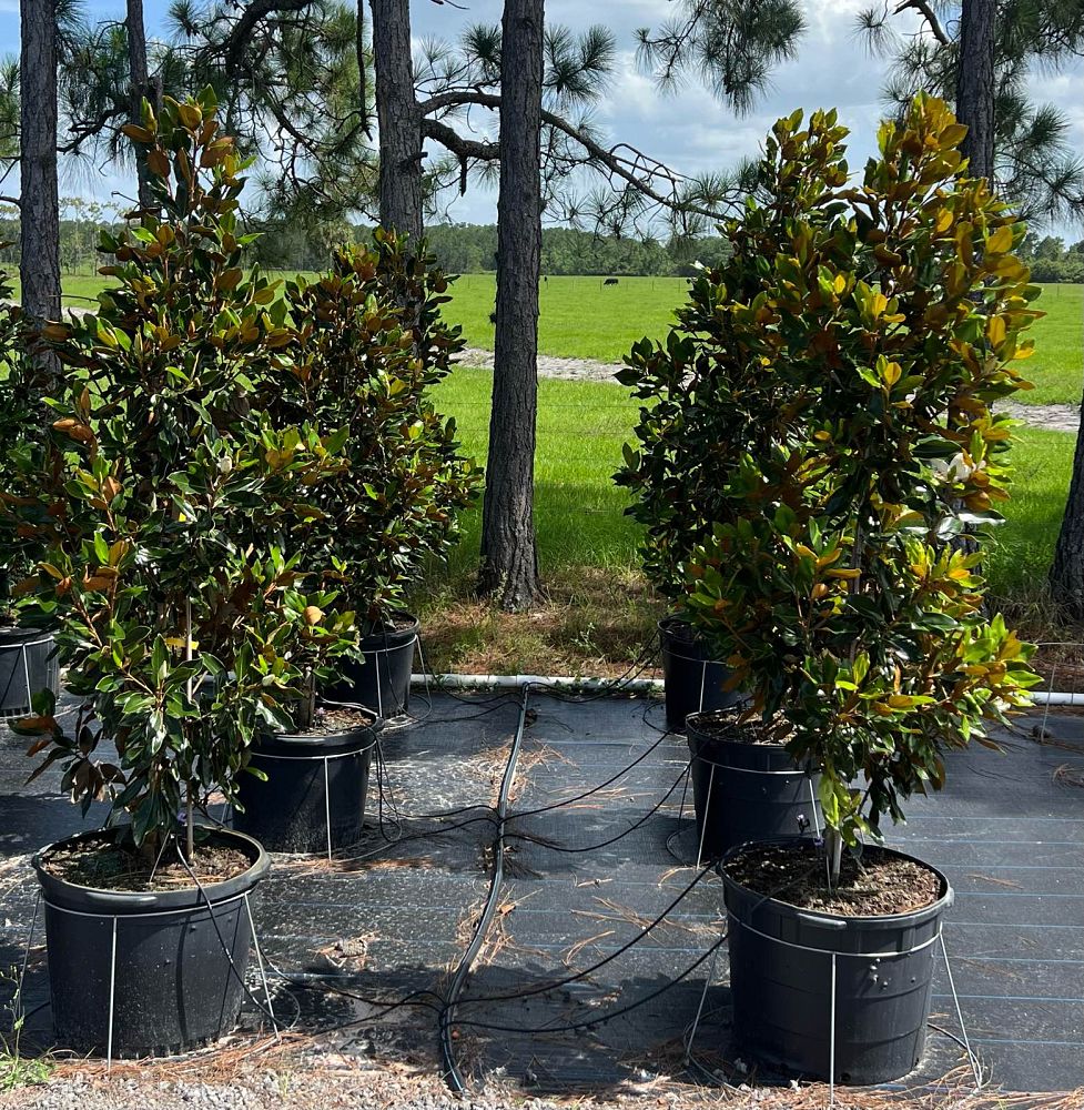 magnolia-grandiflora-little-gem-southern-magnolia-little-gem-southern-magnolia