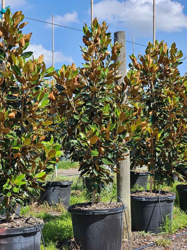 magnolia-grandiflora-little-gem-southern-magnolia-little-gem-southern-magnolia
