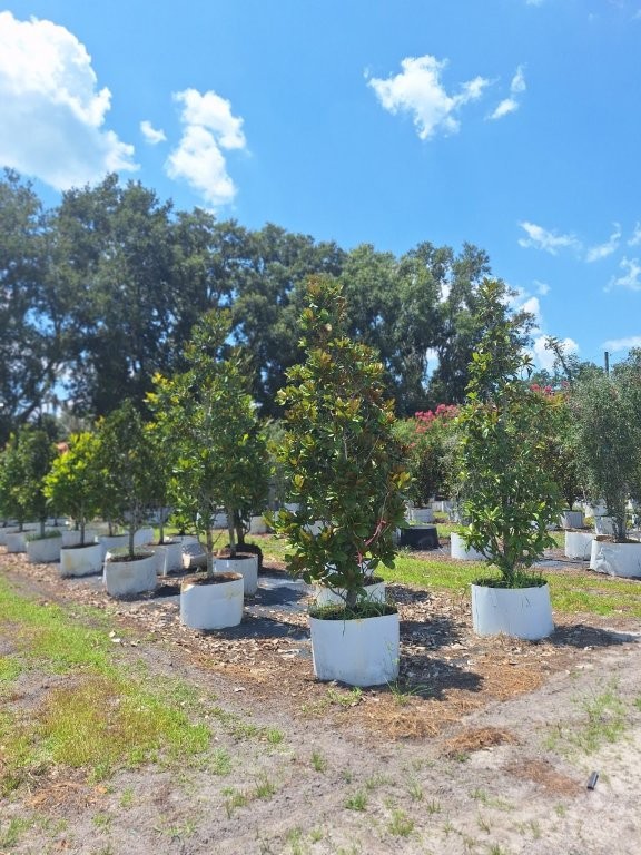 magnolia-grandiflora-little-gem-southern-magnolia-little-gem-southern-magnolia