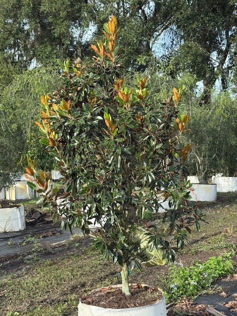 magnolia-grandiflora-little-gem-southern-magnolia-little-gem-southern-magnolia