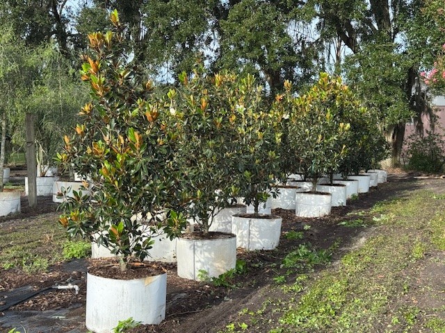 magnolia-grandiflora-little-gem-southern-magnolia-little-gem-southern-magnolia