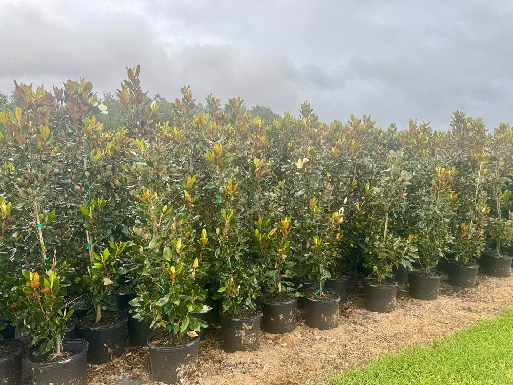 magnolia-grandiflora-little-gem-southern-magnolia-little-gem-southern-magnolia
