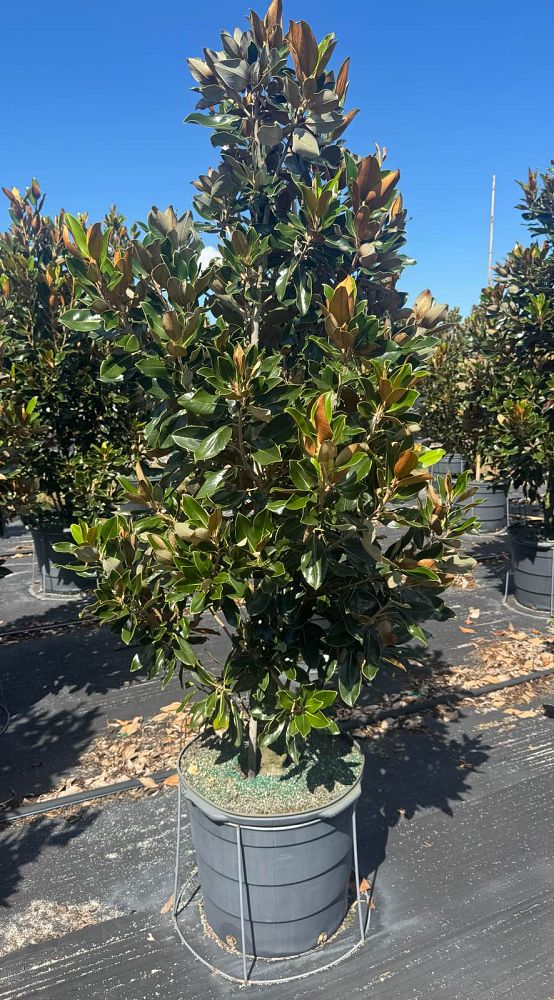 magnolia-grandiflora-little-gem-southern-magnolia-little-gem-southern-magnolia