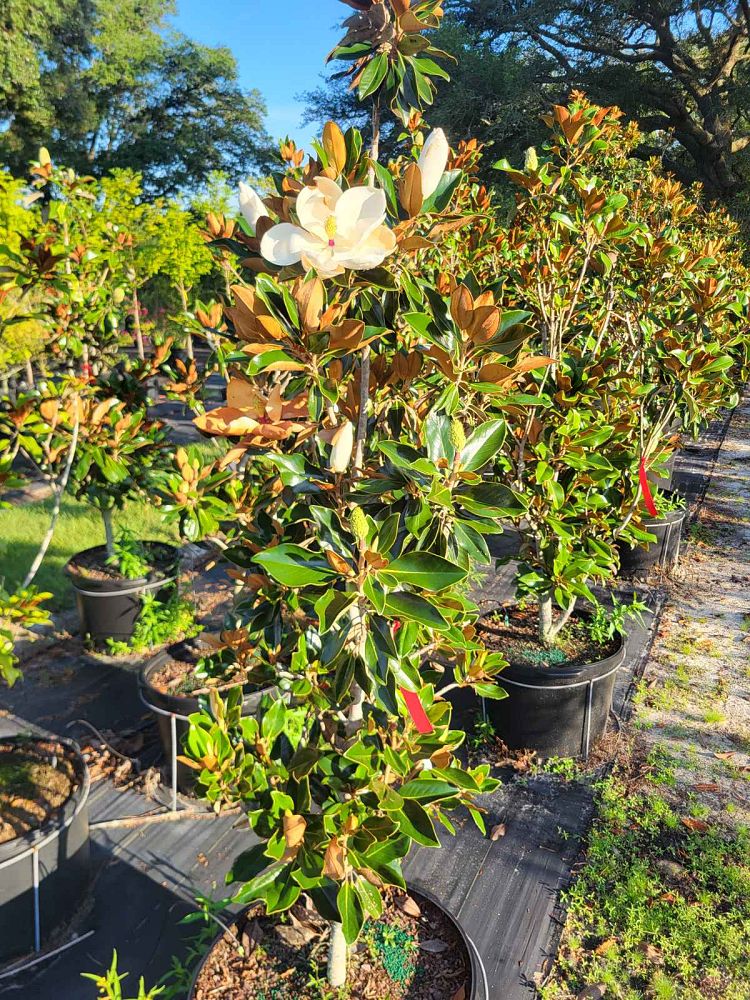 magnolia-grandiflora-little-gem-southern-magnolia-little-gem-southern-magnolia