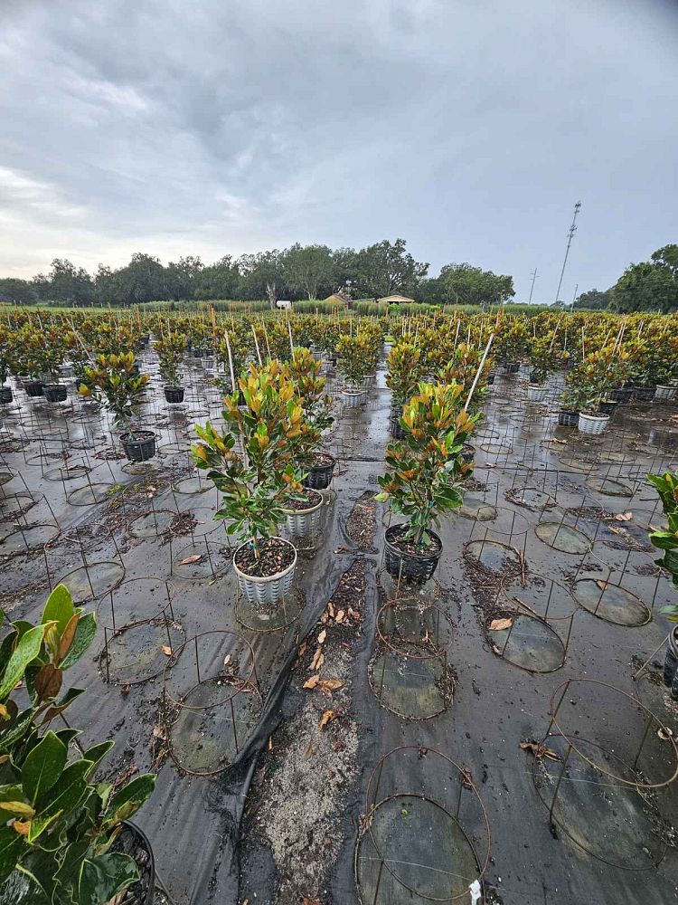 magnolia-grandiflora-little-gem-southern-magnolia-little-gem-southern-magnolia